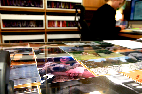 Des photos de chiens tapissent les bureaux de la firme de Me Goldwater